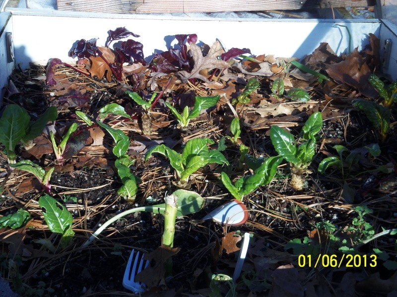 Potatoes - January 2013: New England 100_4422