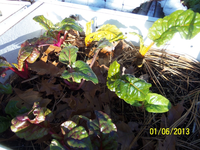 Potatoes - January 2013: New England 100_4423