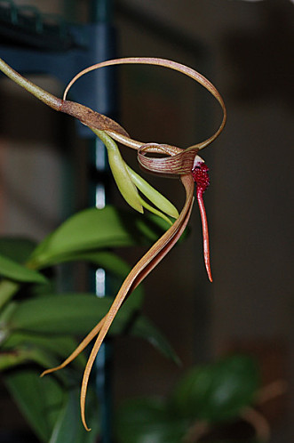 Bulbophyllum - le genre Bulbo-10