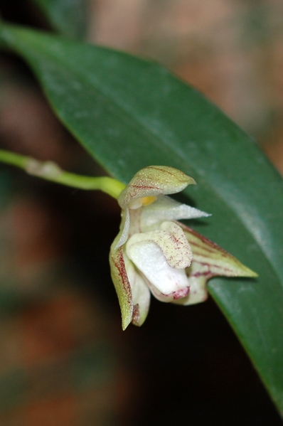 Bulbophyllum - le genre Bulbo_11