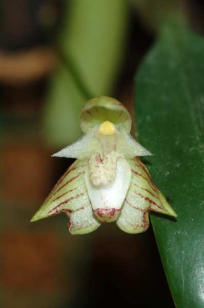 Bulbophyllum ambrosia Bulbo_15