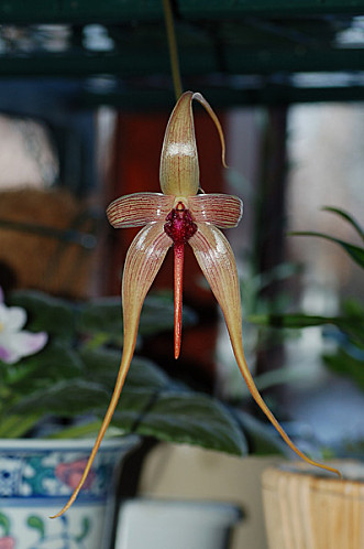 Bulbophyllum - le genre Bulbop10
