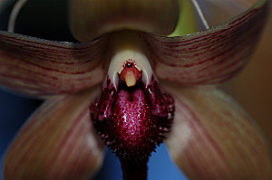 Bulbophyllum - le genre Labell10