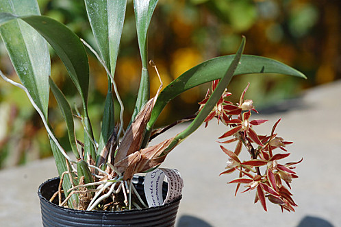 Macradenia multiflora Macrad10