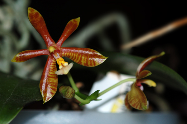 Phalaenopsis mannii Phal_m11