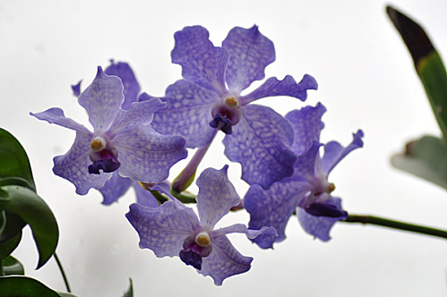 Vanda Rothschildiana ou ? Vanda011