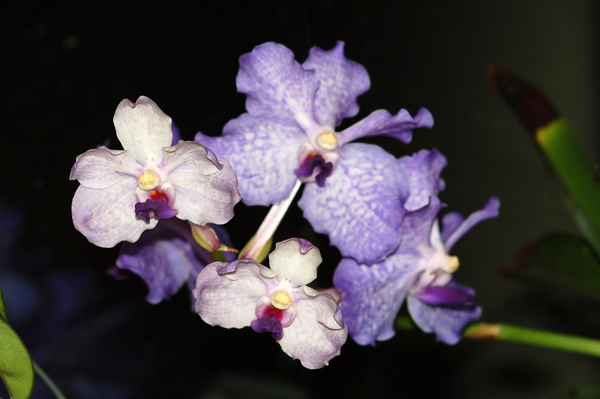 Vanda rothschildiana Vanda10