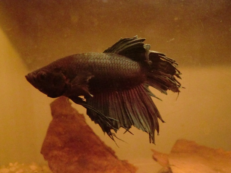 betta donné - Page 2 Cimg5418