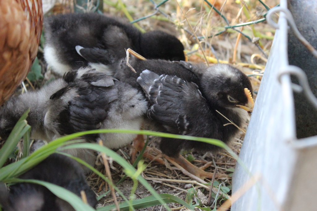 Les petits poussins d'Olga Img_1811