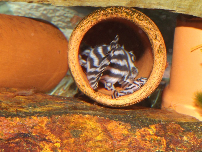 hypancistrus - Bac spécifique pour la reproduction d'Hypancistrus zebra Couple28