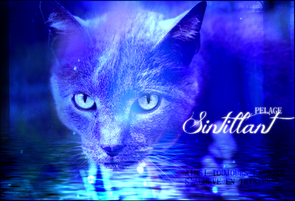 Pelage Scintillant [OMBRE][F] Chat_g11