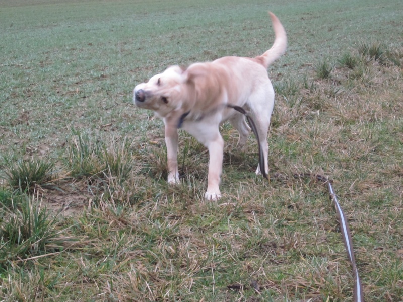 ECLAIR - labrador 3 ans - SLPA à Amance (54) Img_7325