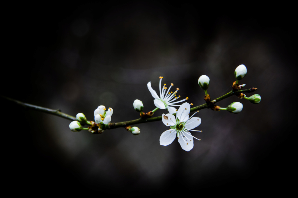 (2) Cerisier rose et pommier blanc ??!   Img_6911