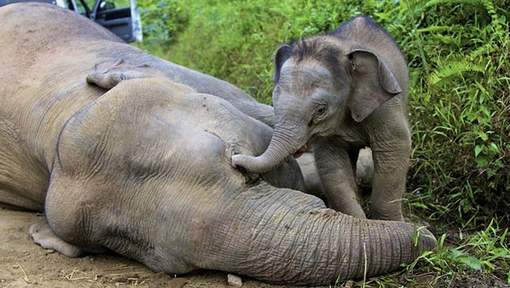 Bornéo: 14 éléphants pygmées,morts empoisonnés! Media_13