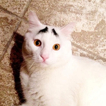 Un chat avec des sourcils..! Media_16