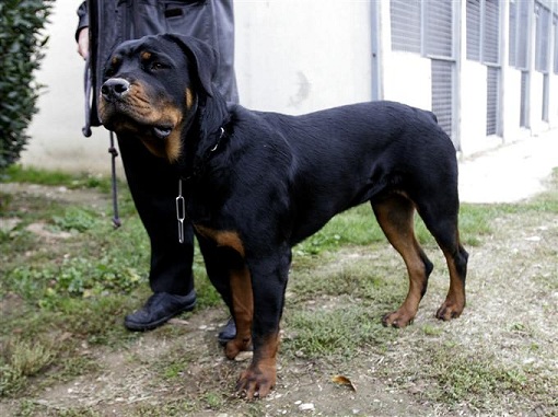    Un chien tué après avoir été traîné sur 15 km... Photo-11