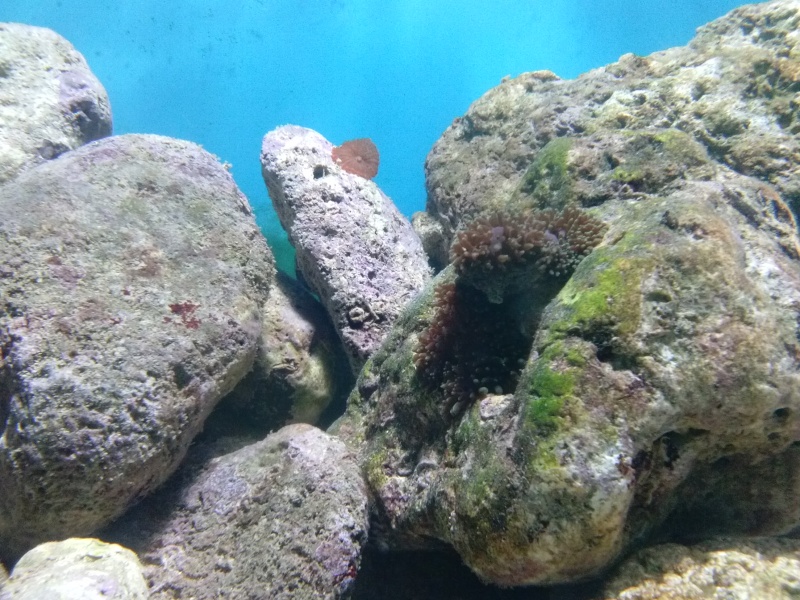 Photos de mon aquarium d'eau mer de 250 litres (mise à jour!!) Cam00111