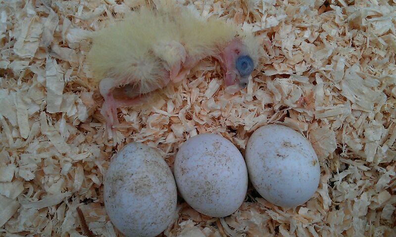Bébé de 2jours mort au nid..... probleme possible avec presence jeunes 2013-022