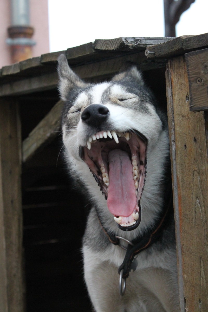 photos de vos chiens "méchants" - Page 3 Img_1510
