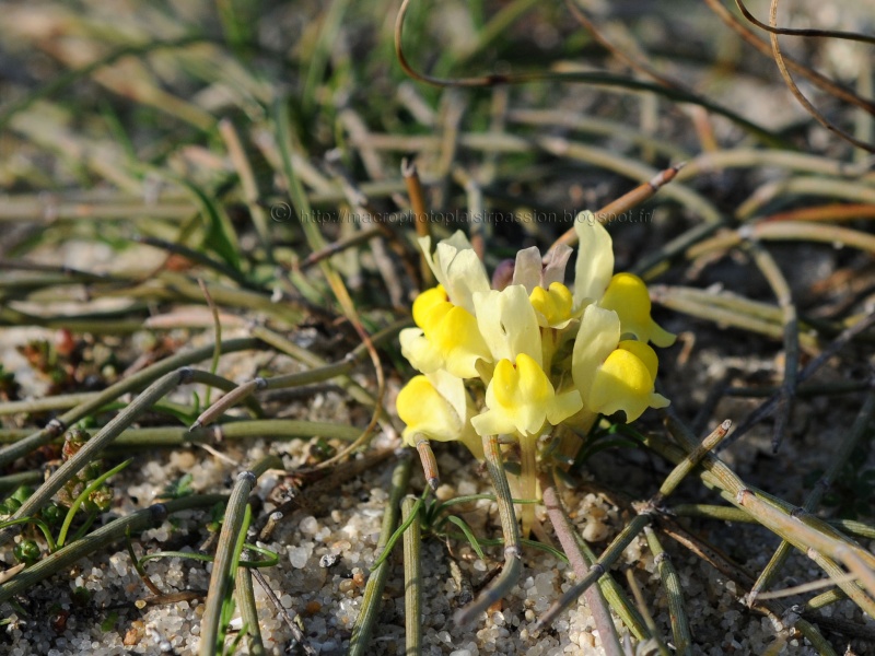 Identification fleur des dunes [Linaria supina] Dun_7710