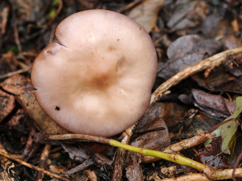 Identification champignon Dyn_0610