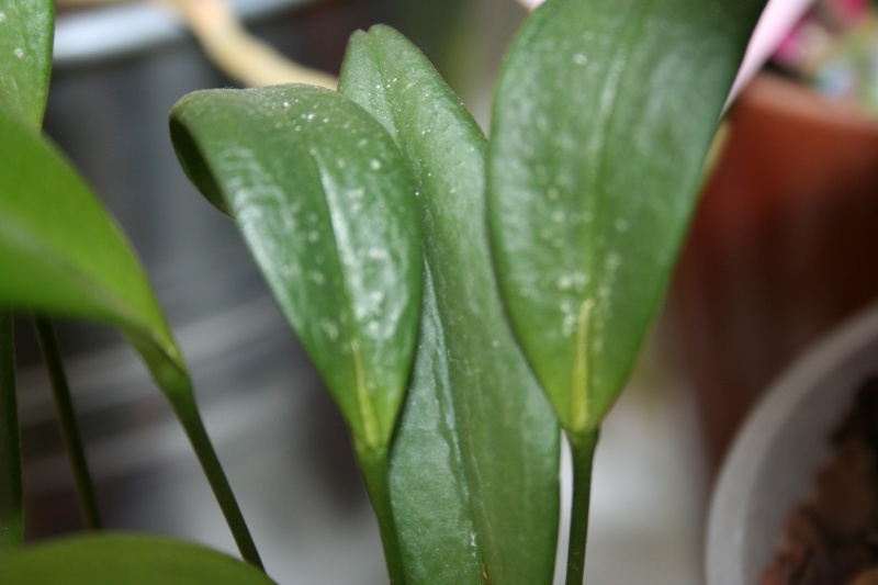 pleurothallis - pleurothallis stricta Img_4238