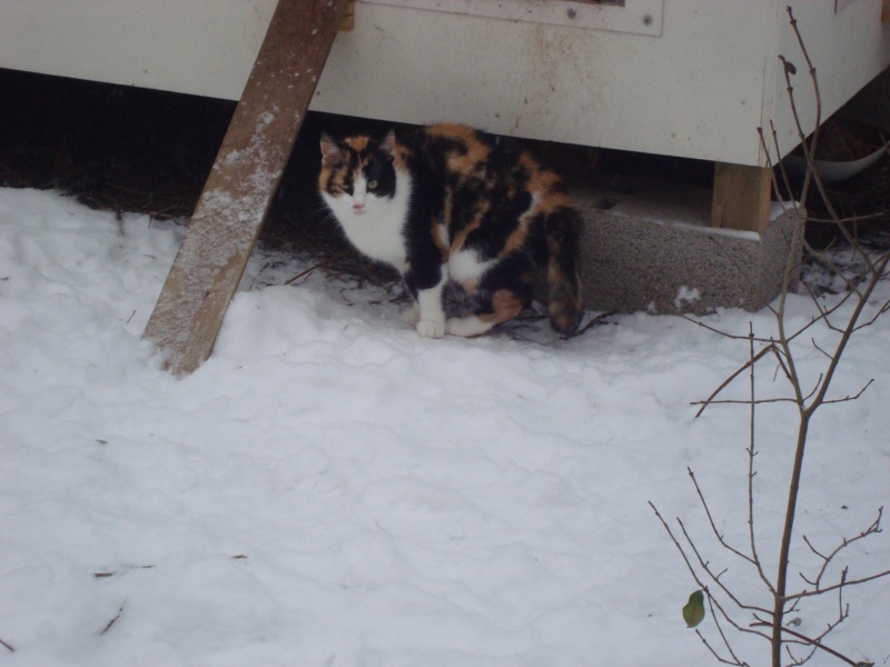 les chats de" Belle-Dune" Dsc02413