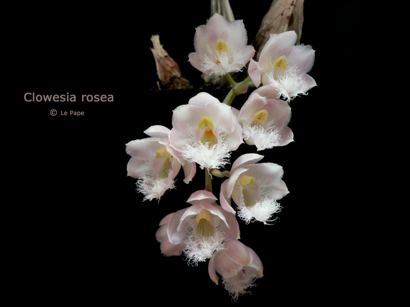 Clowesia rosea  Clowes10