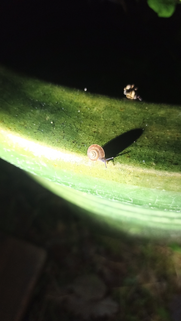 Minuscule escargot nocturne Large10