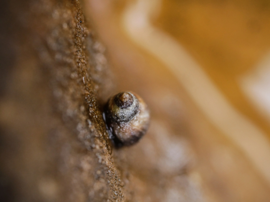 Minuscule escargot marin - Melarhaphe neritoïdes (Linnaeus, 1758) P1170711
