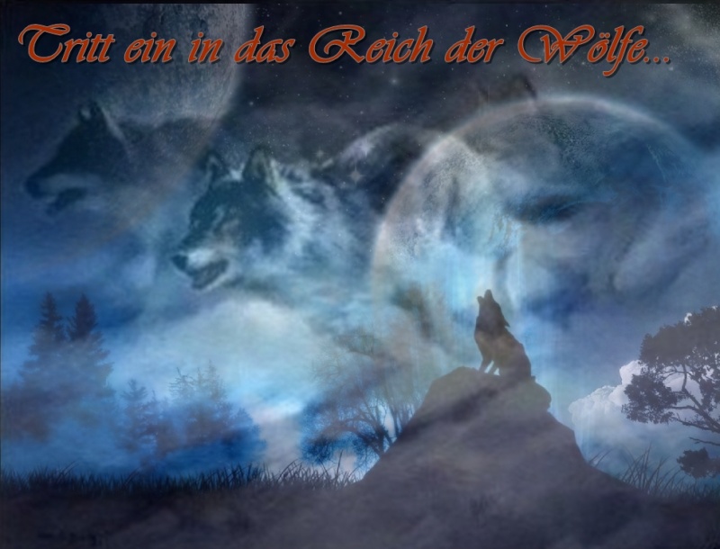 Wolfsblick Wolfsb11