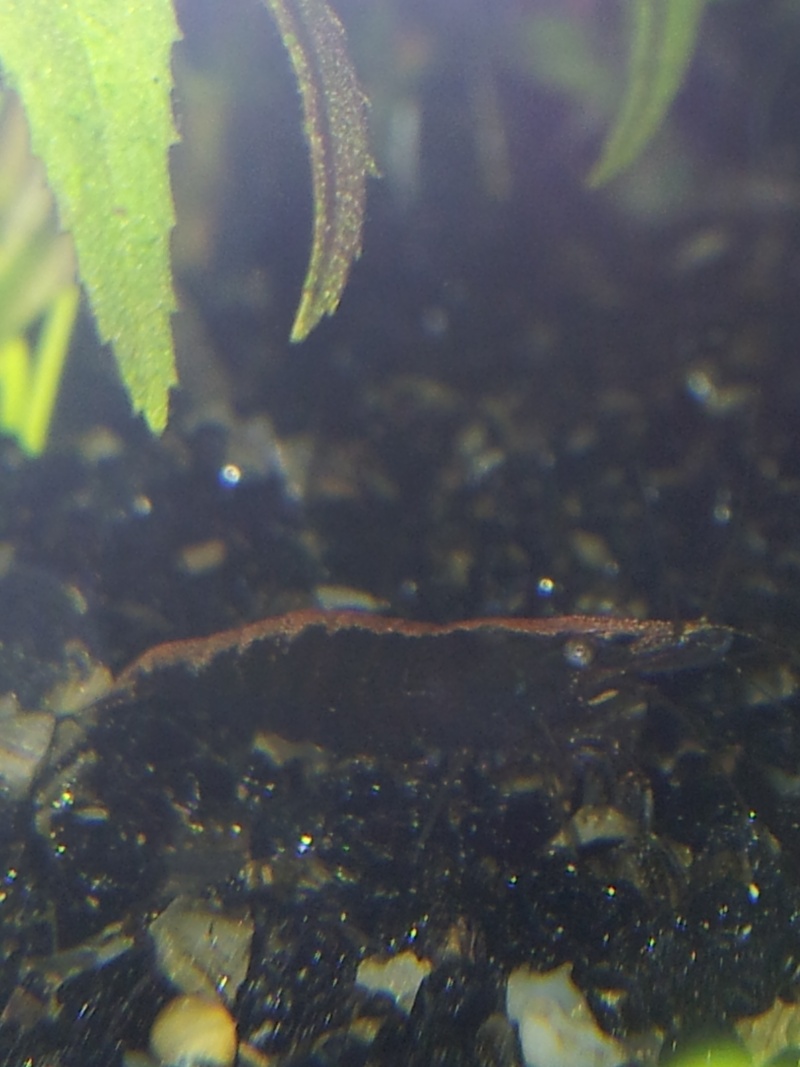 Neocaridina heteropoda var.black 20130116