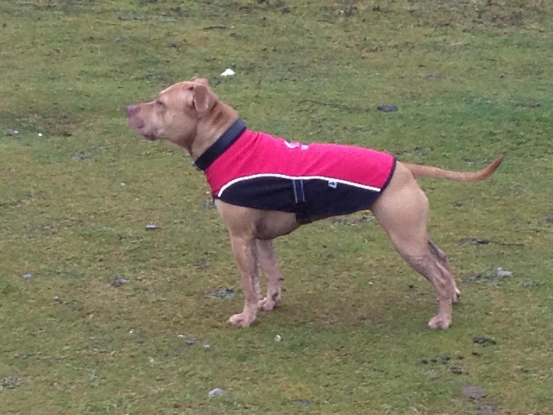 staffie in clothes  - Page 2 45699311