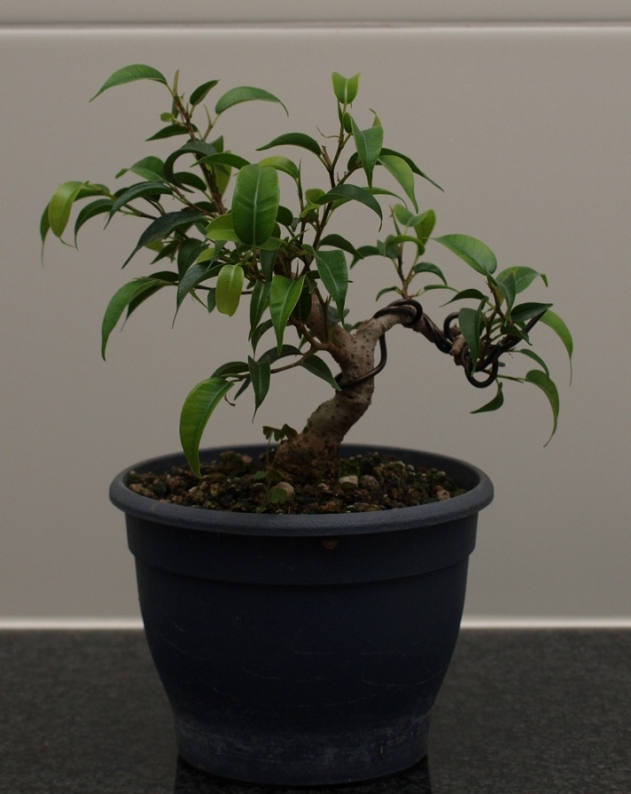 Sumo Shohin Willow Leaf Ficus - Page 2 Pa184510