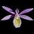 Orchidées terrestres d'Asie (hors Paphiopedilum)