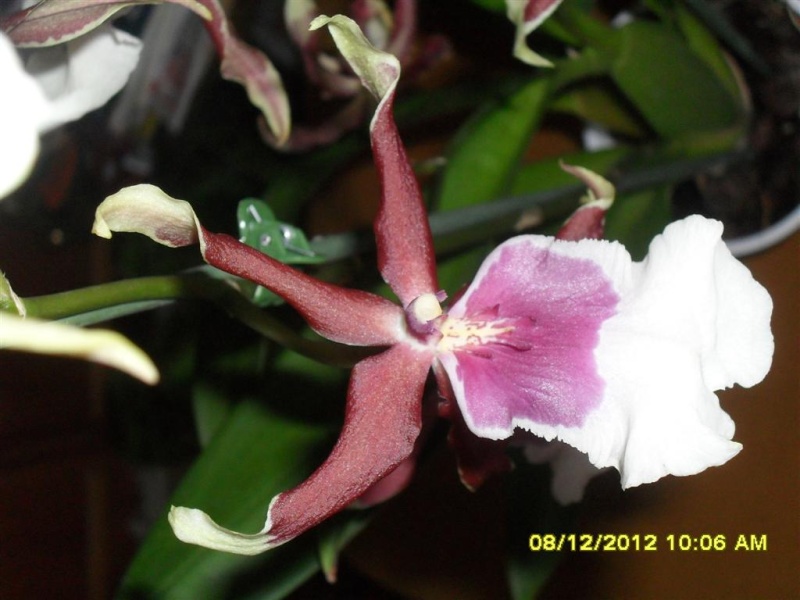 Geschenkte Orchideen Sdc12710