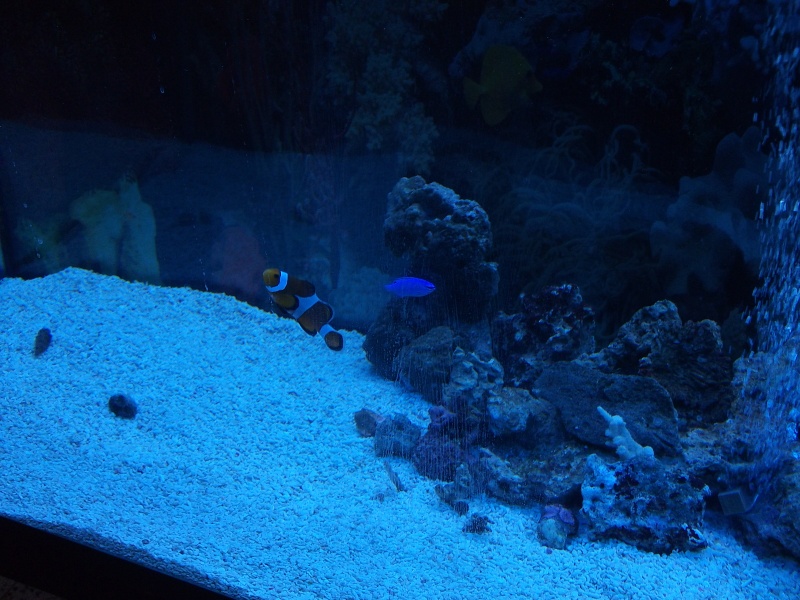 Mon aquarium Dscf1913