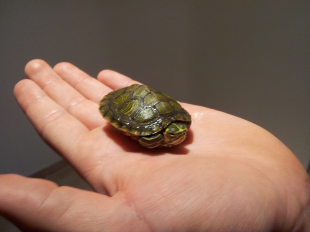 Identification et sexage de ma tortue.... 20120810