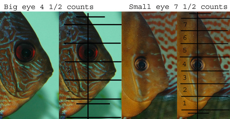 Evaluating a potential Discus. Eye-si10