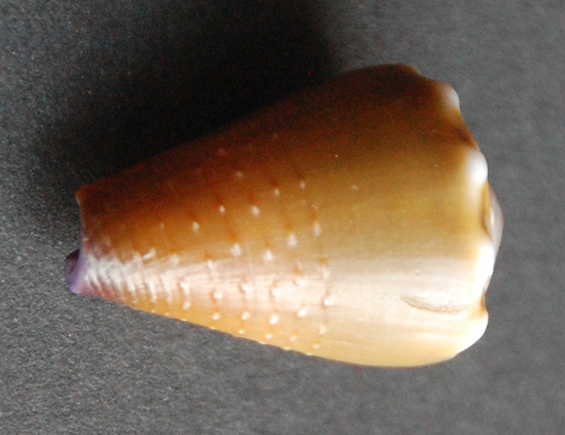 Conus (Lividoconus) sanguinolentus  Quoy & Gaimard, 1834 Dsc_0011