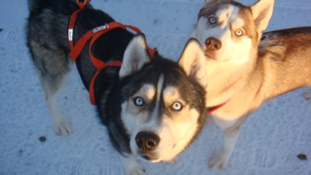 Calling All Dog Mushers! - Page 2 Dsc06716