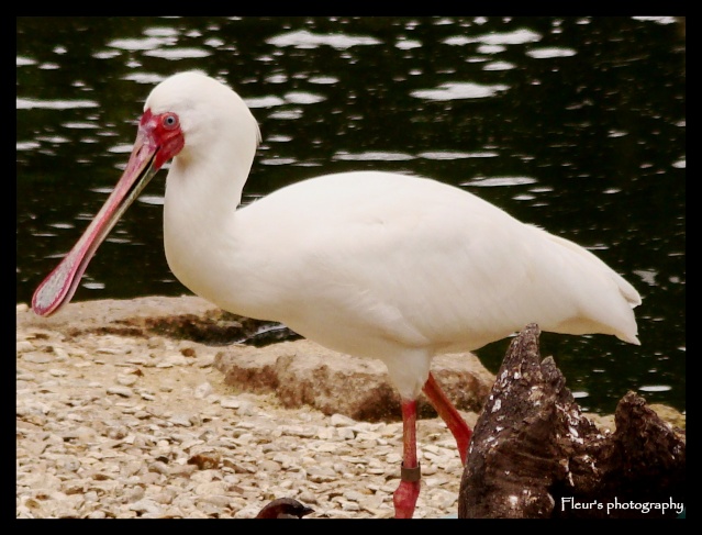 MA PASSION PHOTOGRAPHIE: LES OISEAUX Spatul10