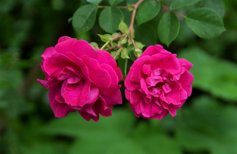 Cerise Bouquet  (Arbuste/petit grimpant) Dsc_5022