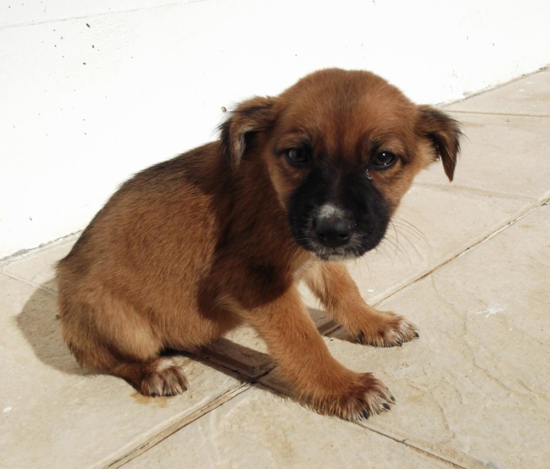 ODIN, mâle x podenco de 2 mois et demi Odin10