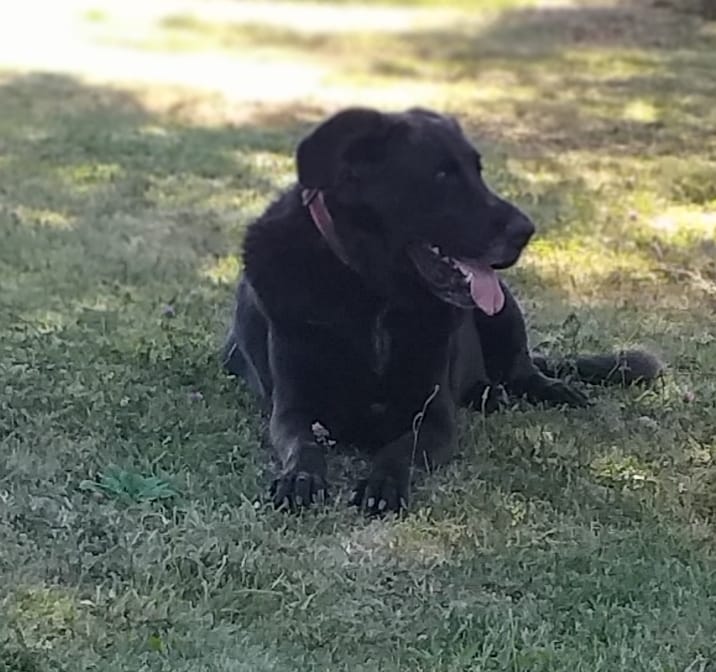 LOUXOR (chien mâle croisé dogue labrador) - Page 3 11698010