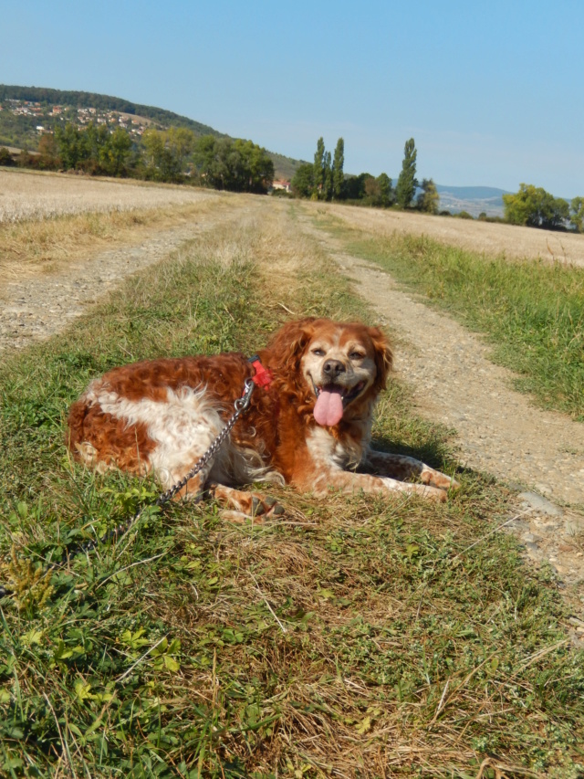 BOBY - epagneul breton 10 ans - Sos Animaux à Le Broc (63) 1dscn714