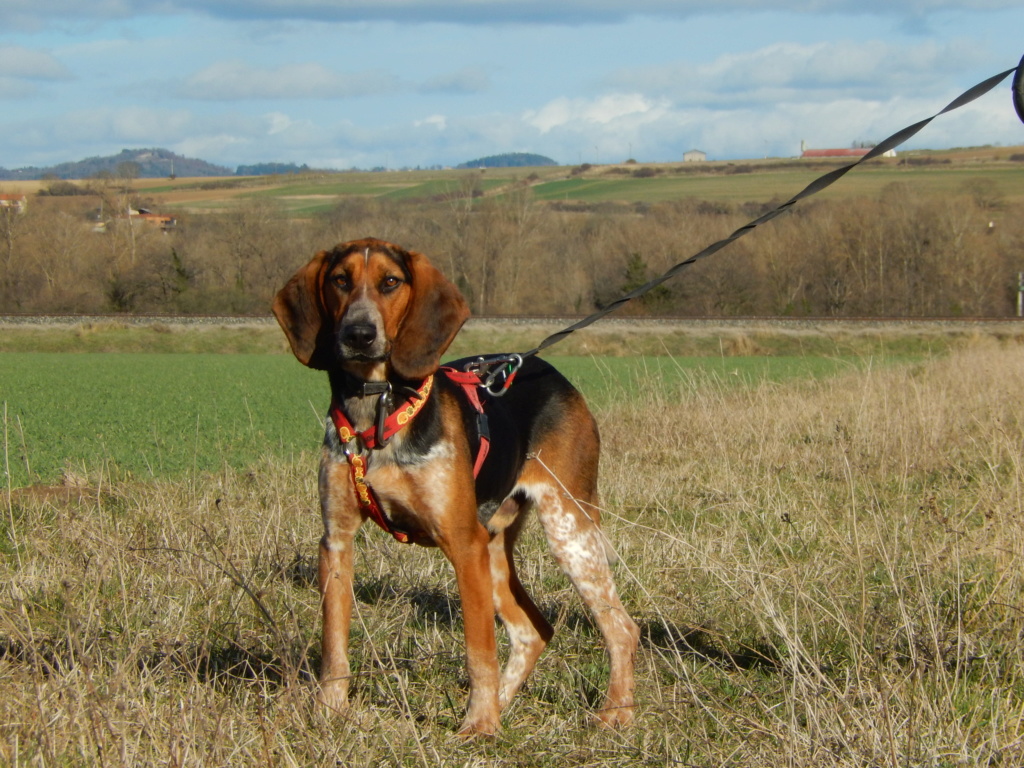 TIMIDE (mâle croisé Bruno du Jura) 1rscn011