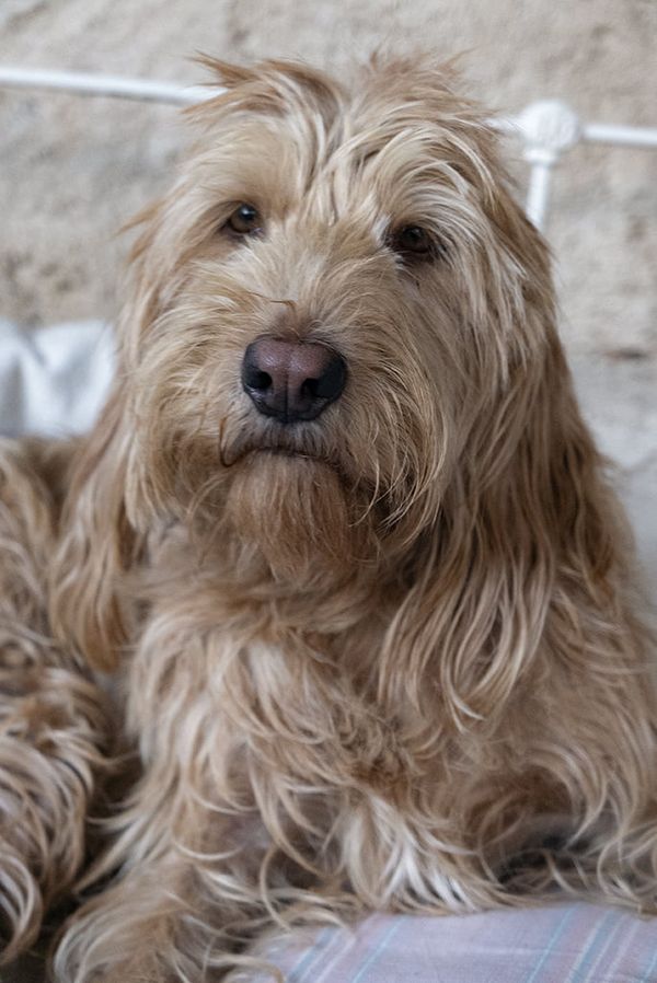 Ralph (croisé griffon) 23873010