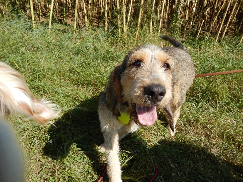 Charlie ( femelle croisée griffon) 241