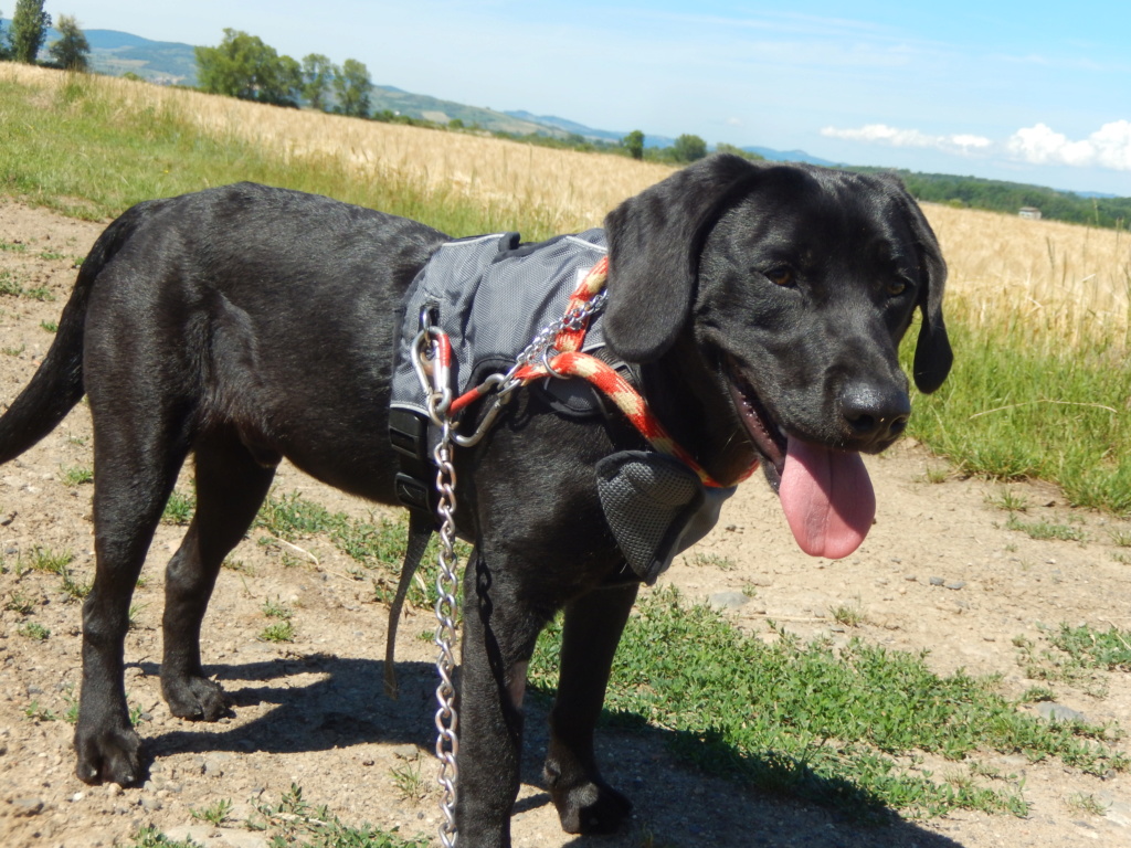 MAMBA (mâle croisé labrador/border) RÉSERVÉ  2dscn113